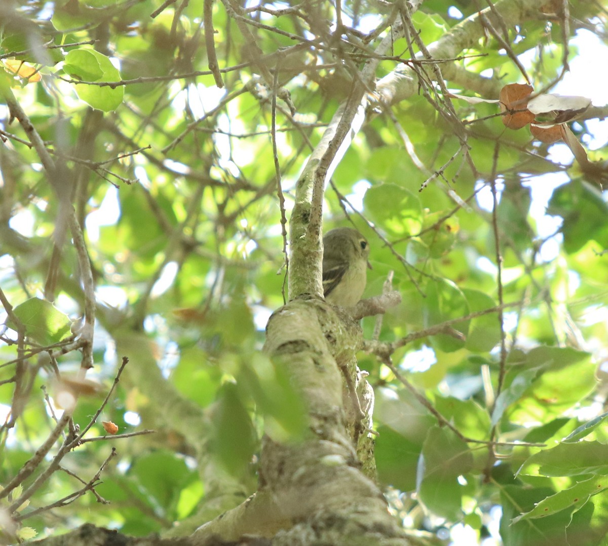 Viréo de Hutton - ML562067221