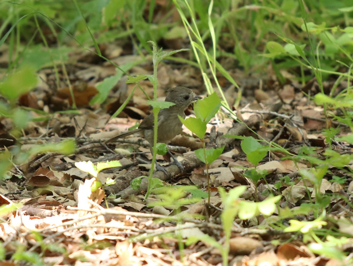 Mésange unicolore - ML562067361