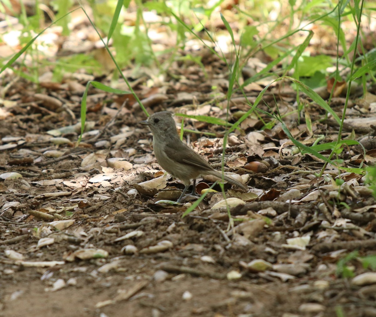 Oak Titmouse - ML562067371