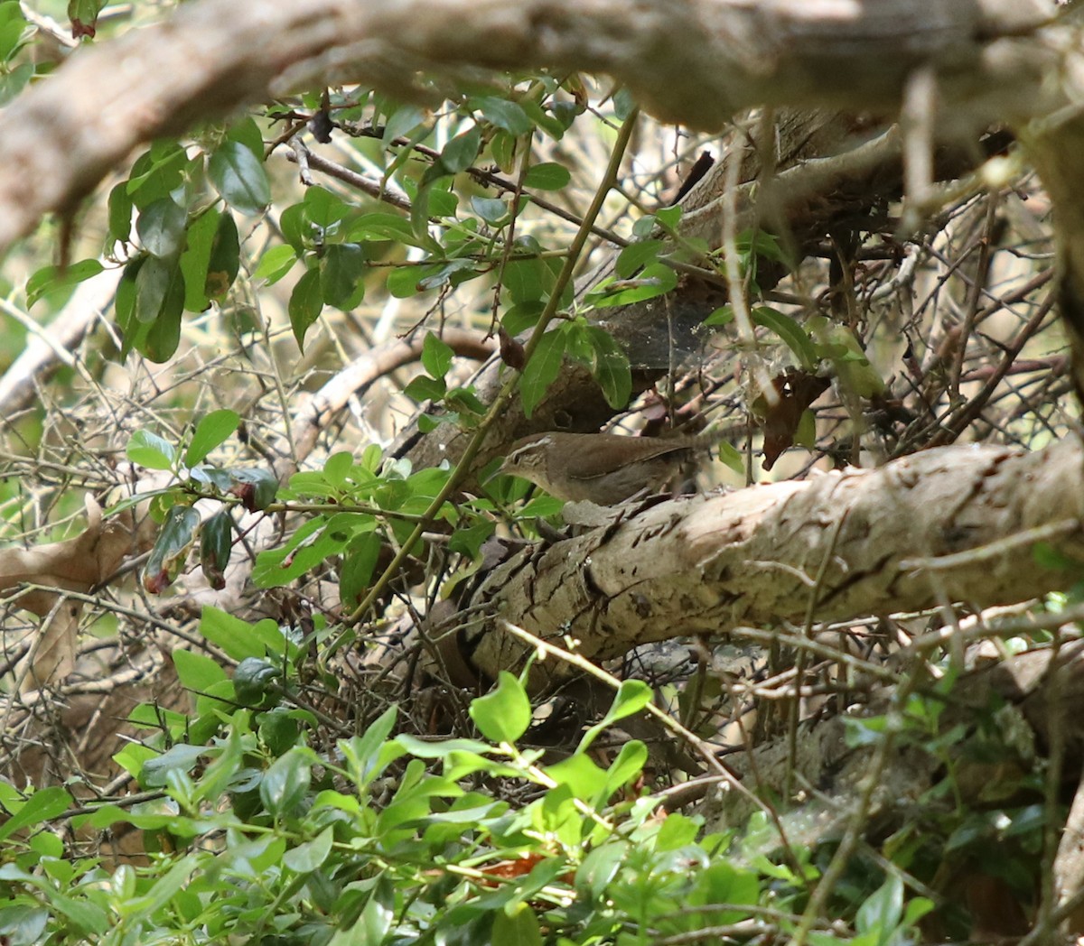 Troglodyte de Bewick - ML562067401