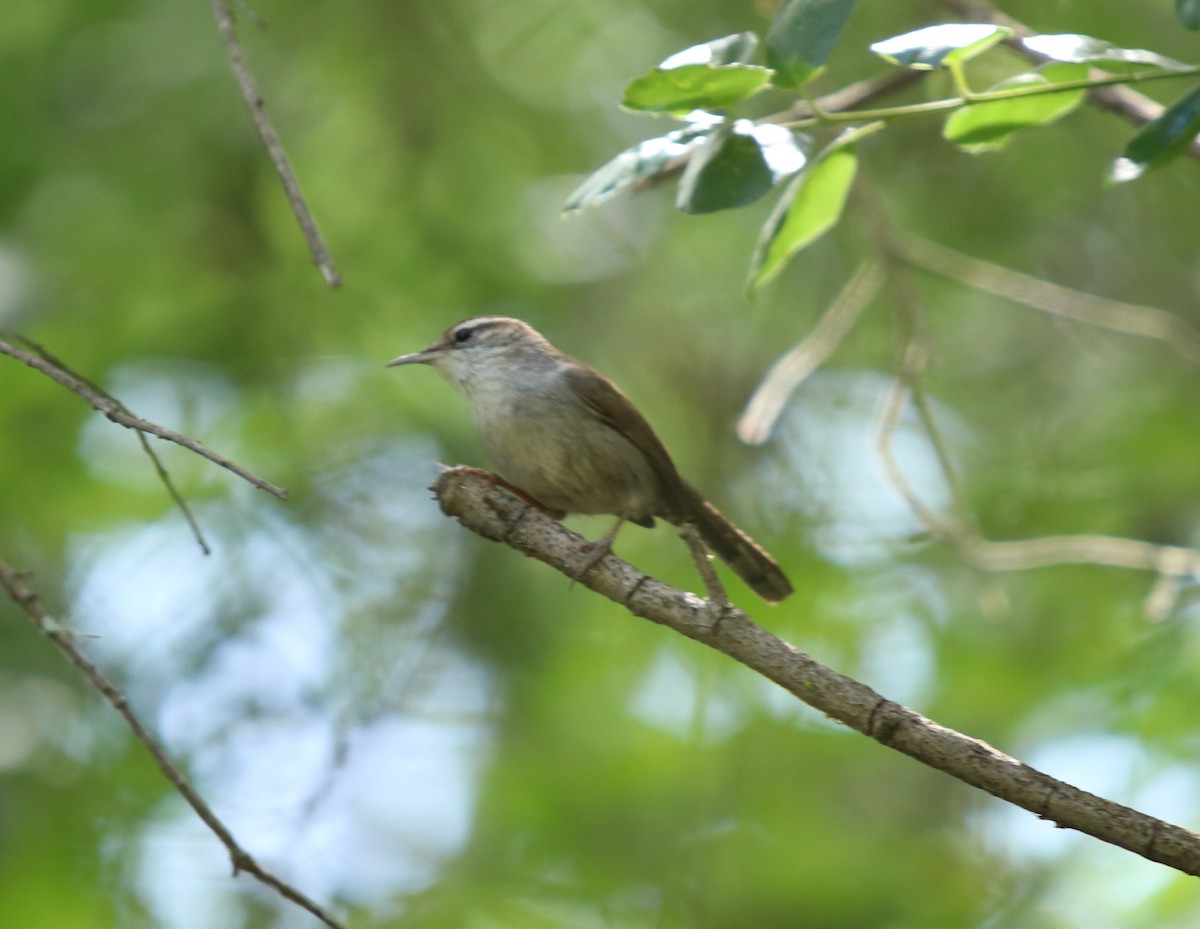 Bewick's Wren - ML562067411