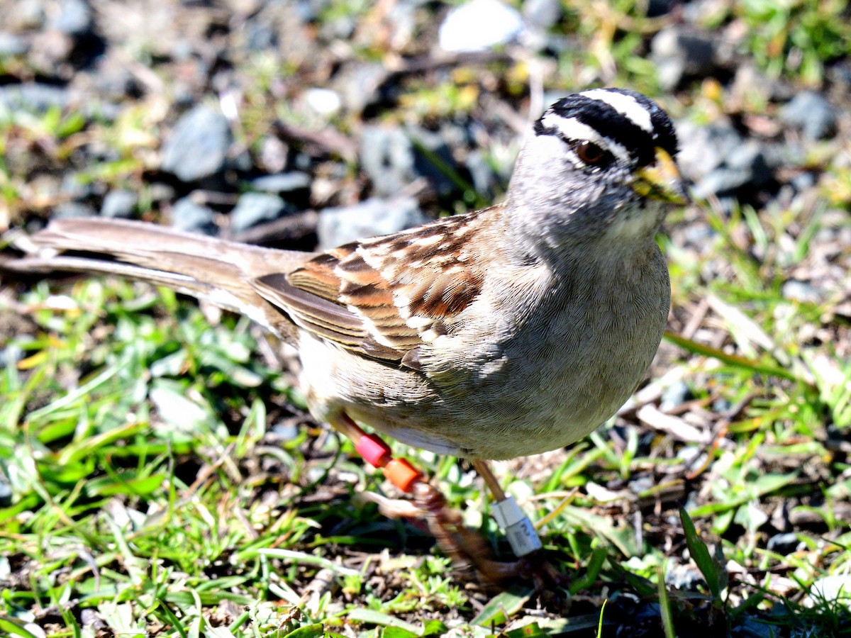 White-crowned Sparrow (Yellow-billed) - ML562067901