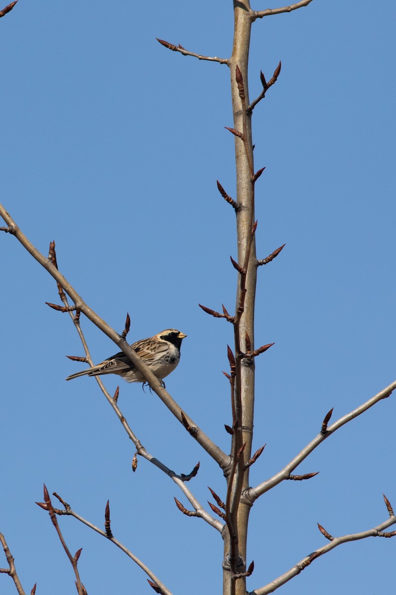 Lapland Longspur - ML562068271