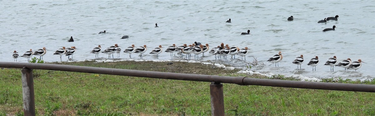 American Avocet - ML562069091