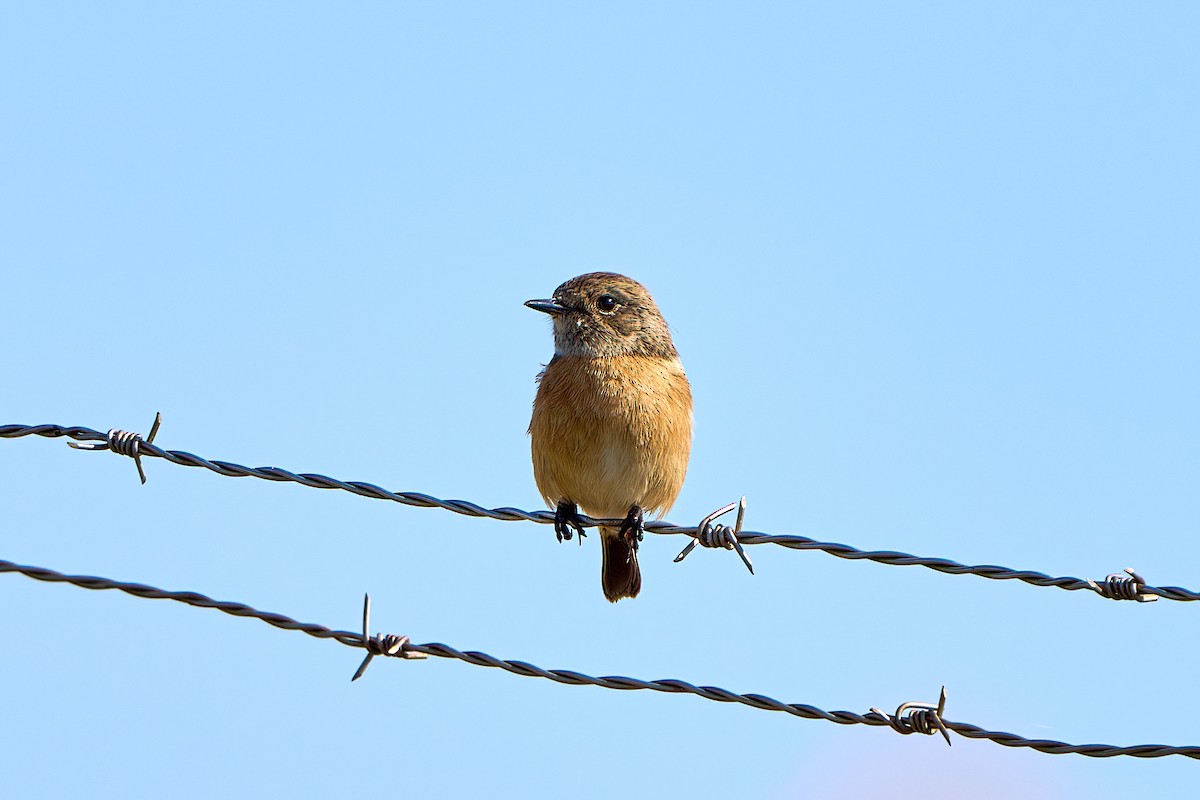 European Stonechat - Yuh Woei Chong