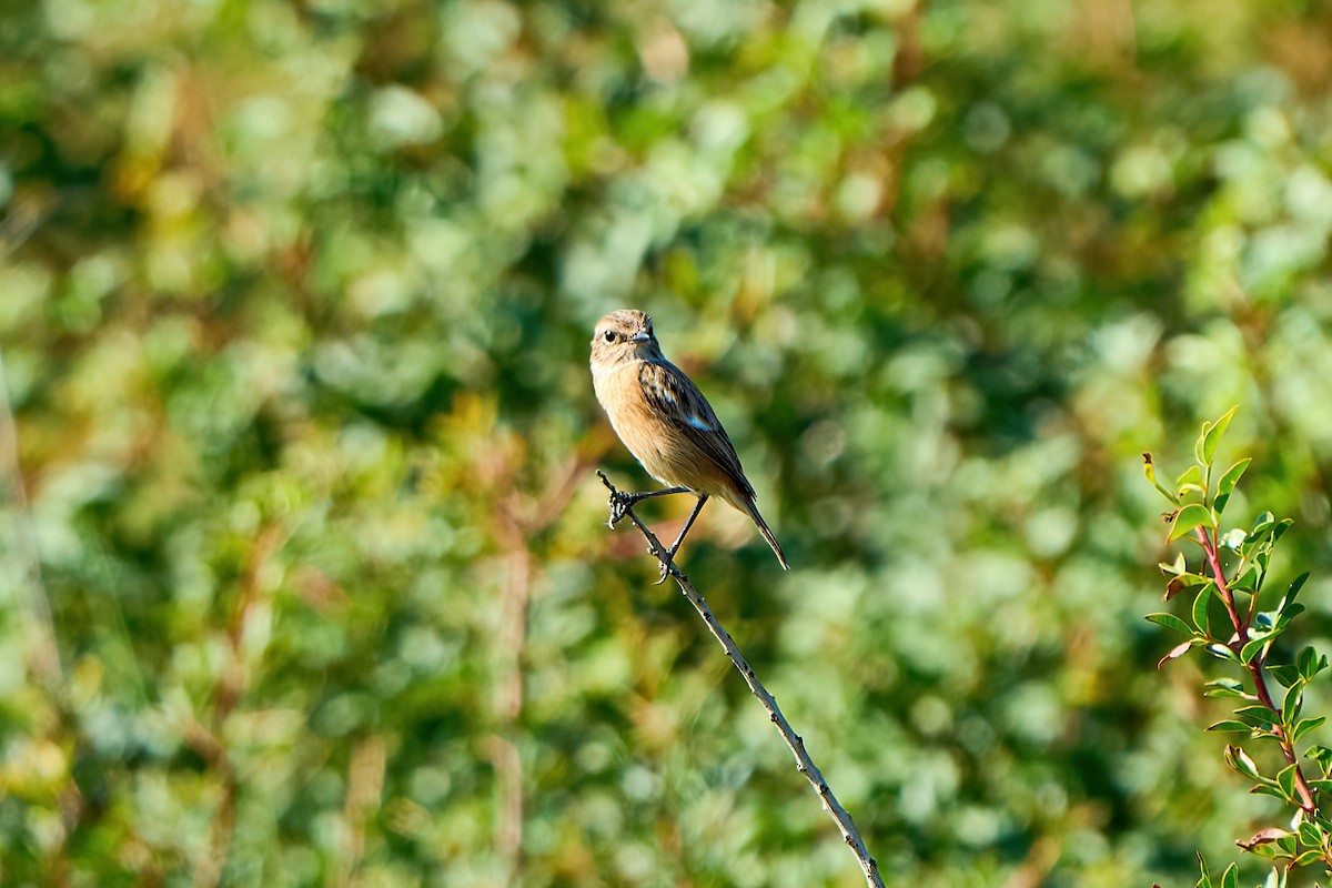 European Stonechat - ML562069181