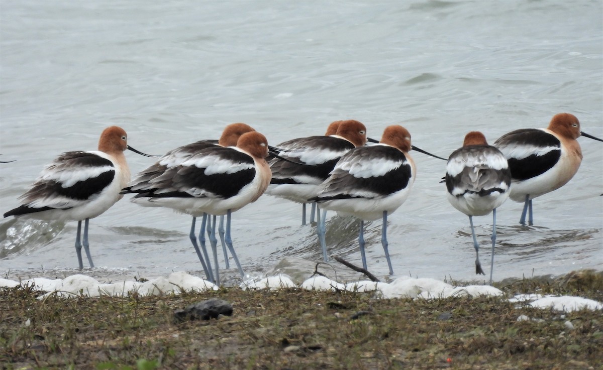 American Avocet - ML562069241