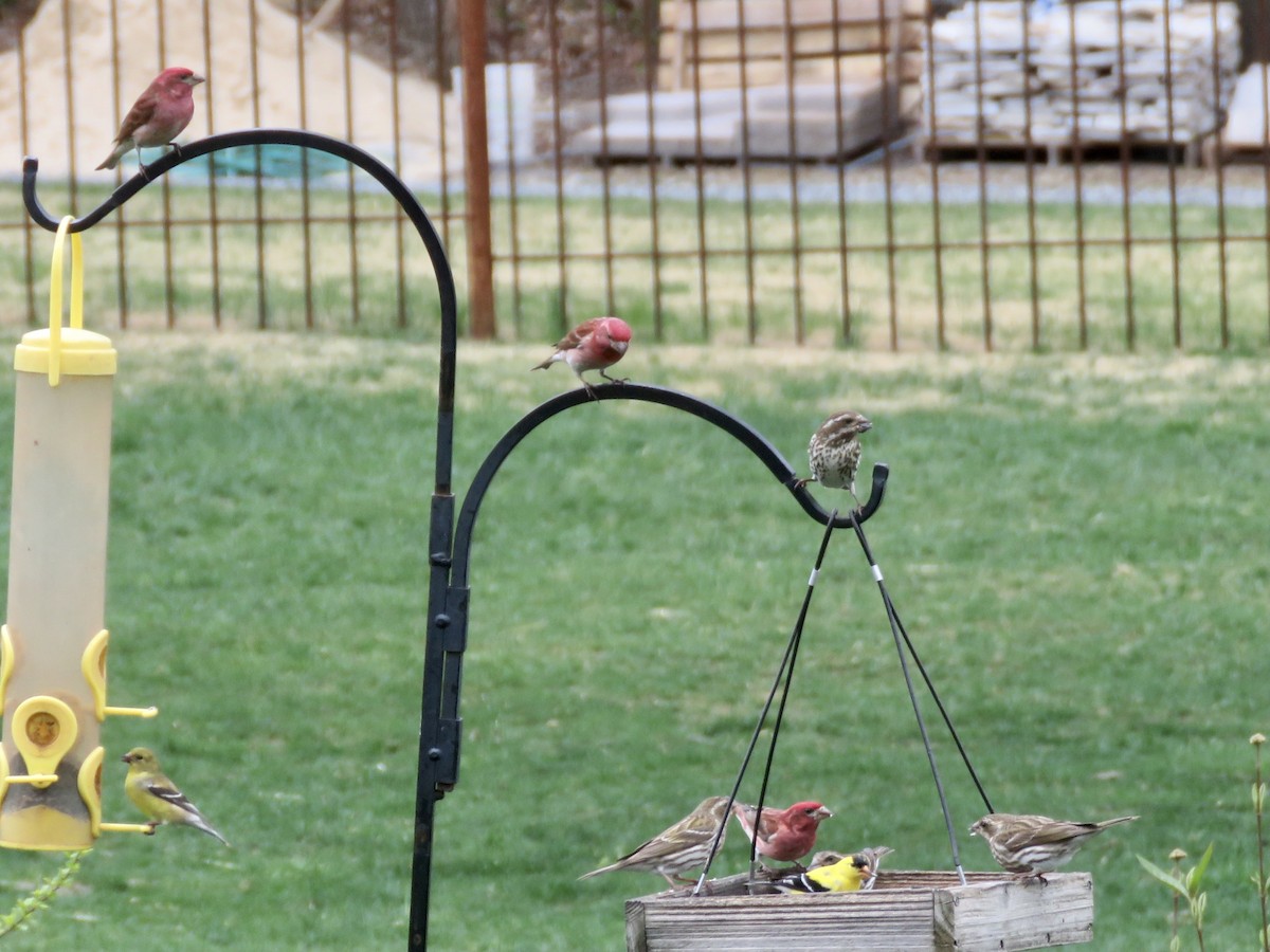 Purple Finch - ML562069801