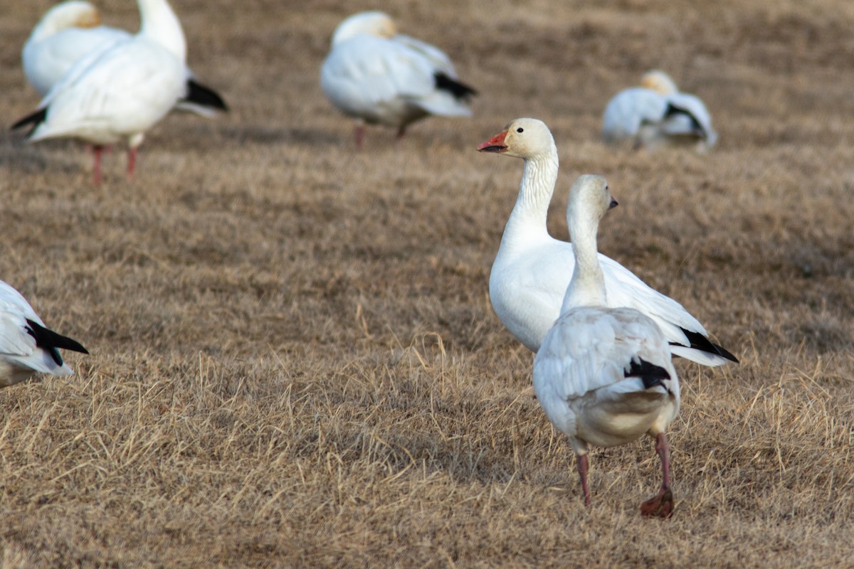 eBird Checklist - 23 Apr 2023 - Inner Springer Loop - 14 species (+2 ...