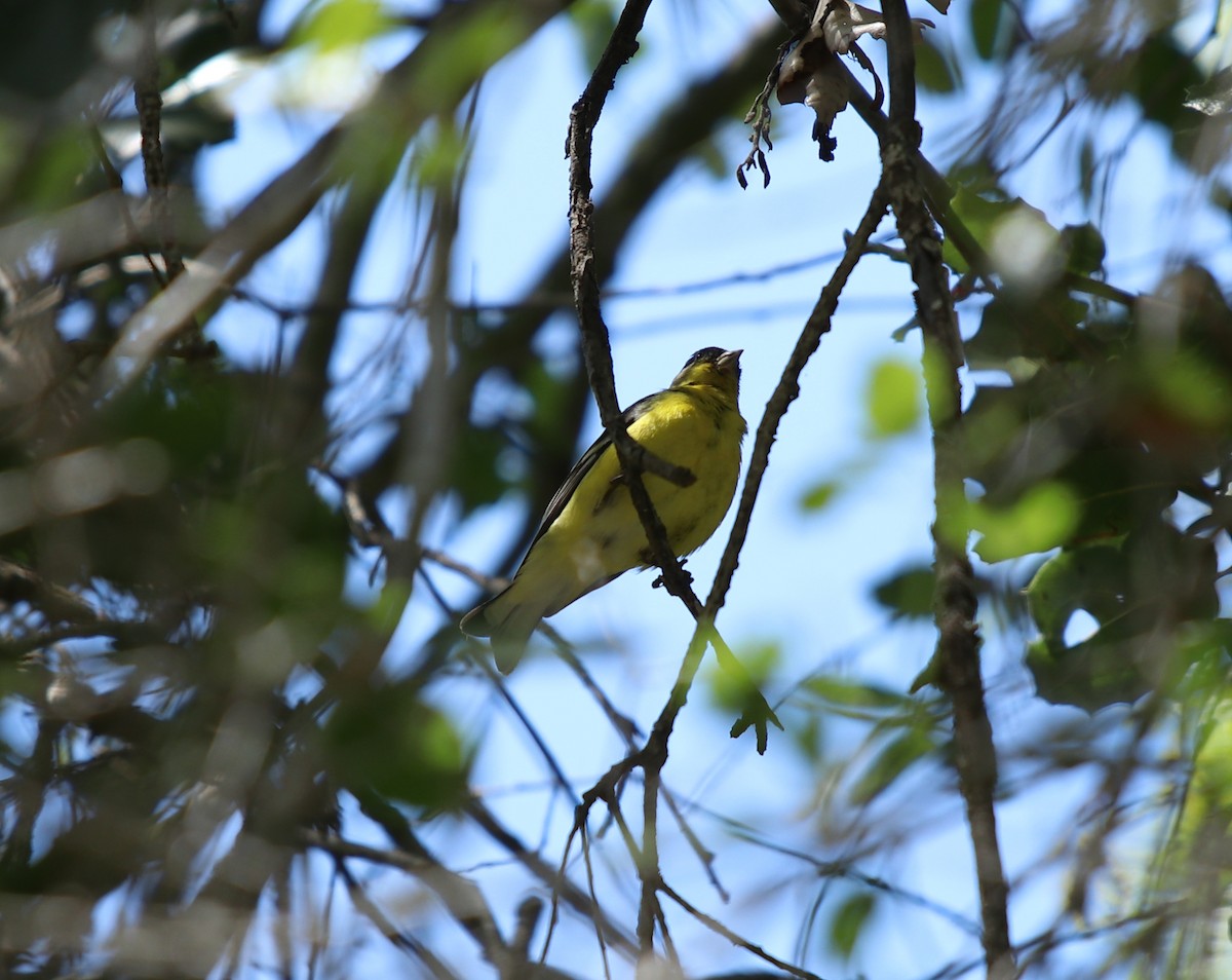 Chardonneret mineur - ML562070611