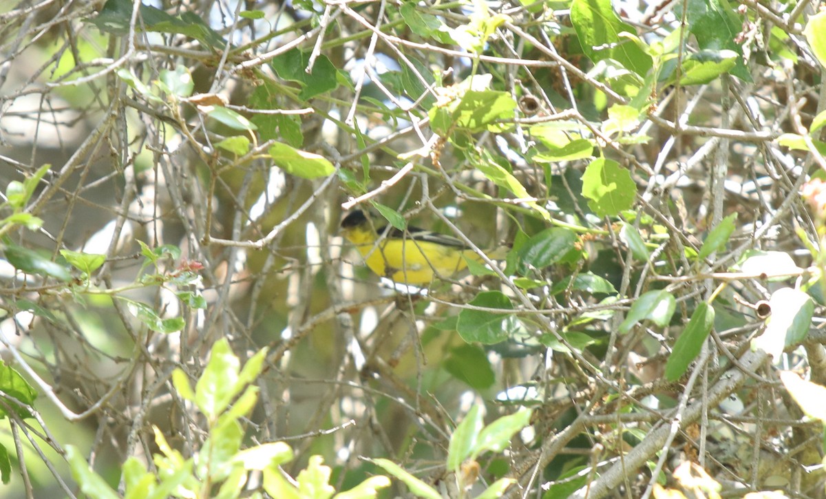 Chardonneret mineur - ML562070621