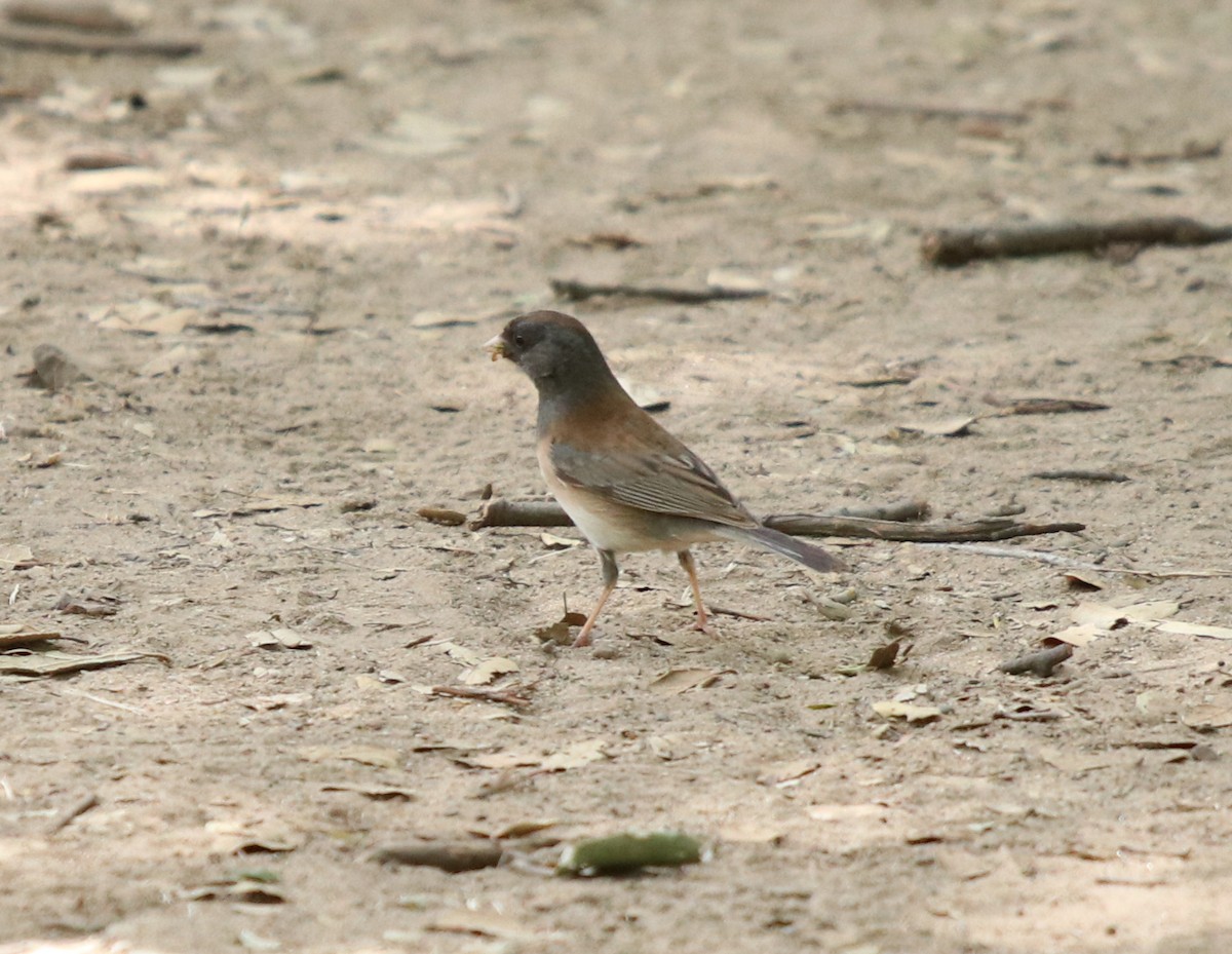 Junco ardoisé - ML562070681