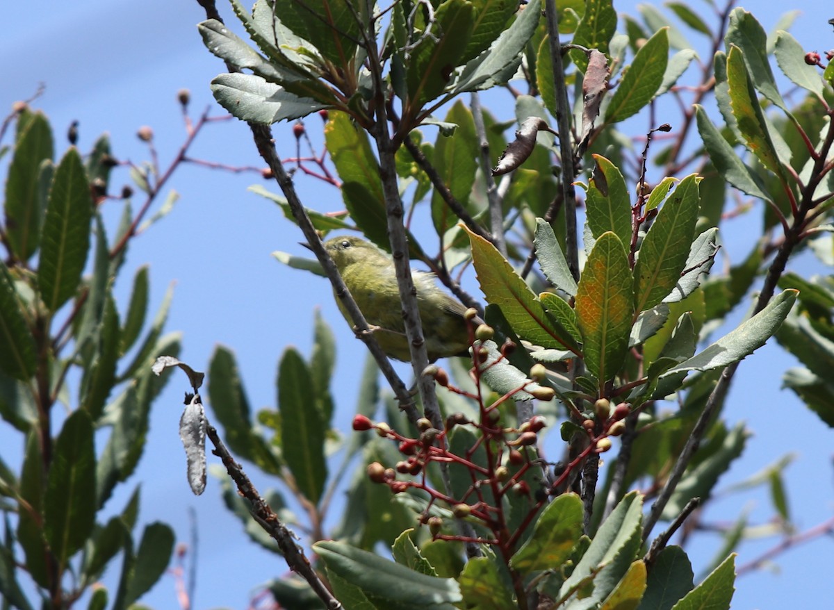 Paruline verdâtre - ML562070761