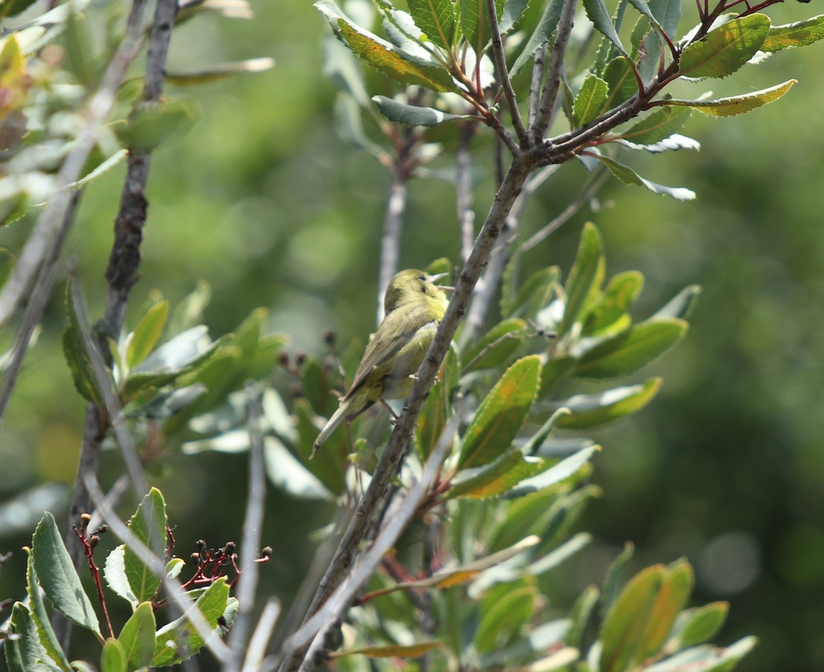 Paruline verdâtre - ML562070771