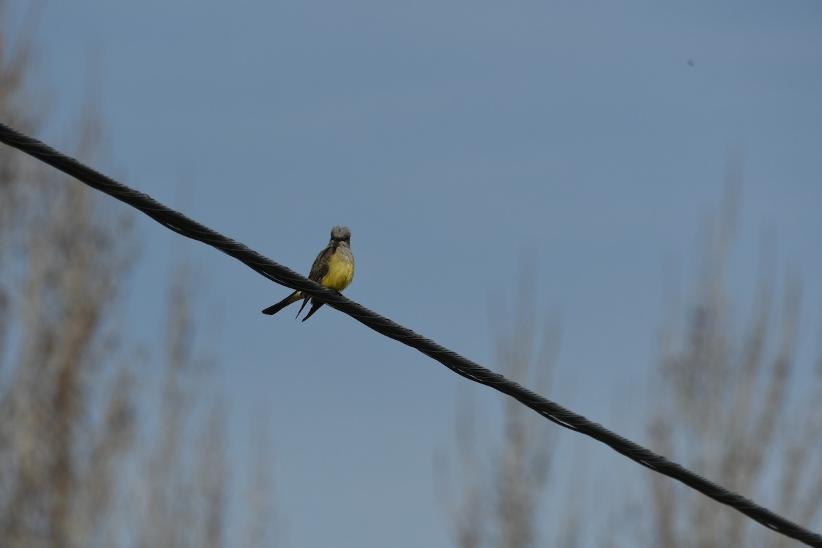 Western Kingbird - ML562071061