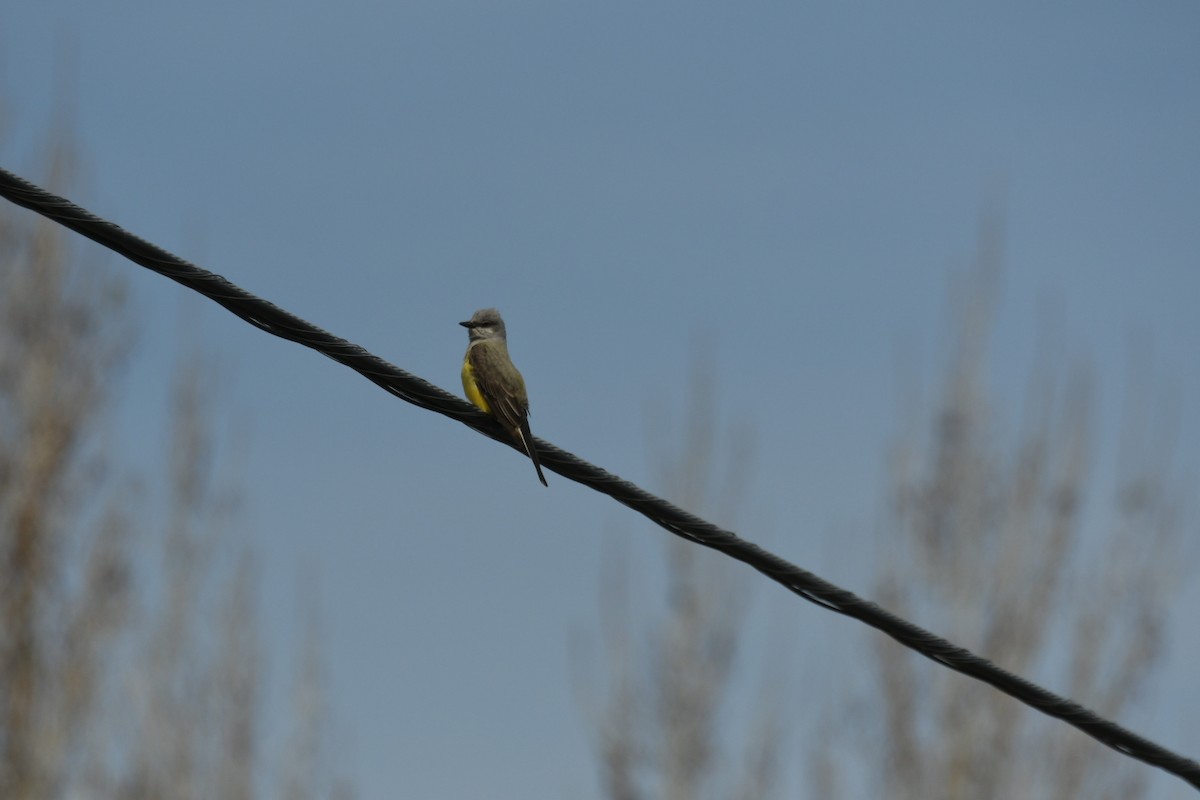 Western Kingbird - ML562071071