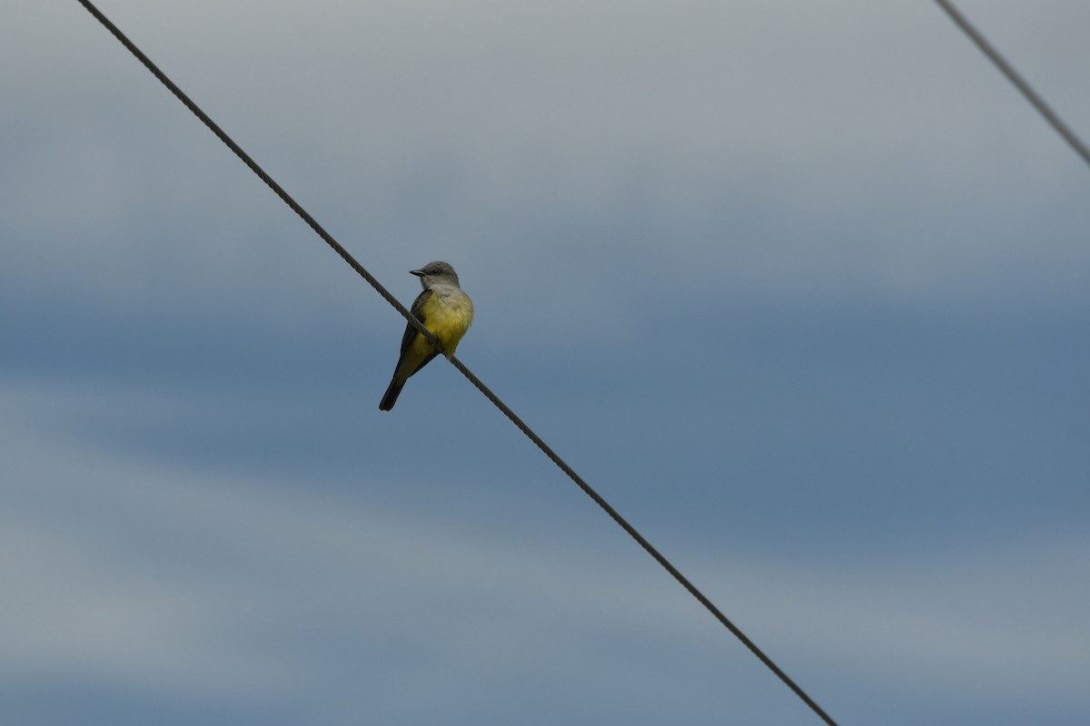 Western Kingbird - ML562071081