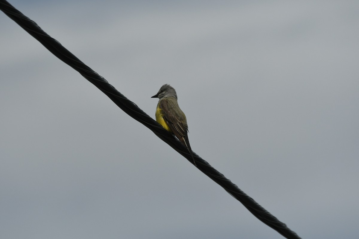 Western Kingbird - ML562071091