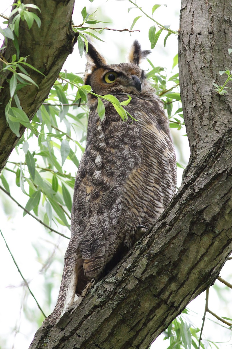 Great Horned Owl - ML56207131