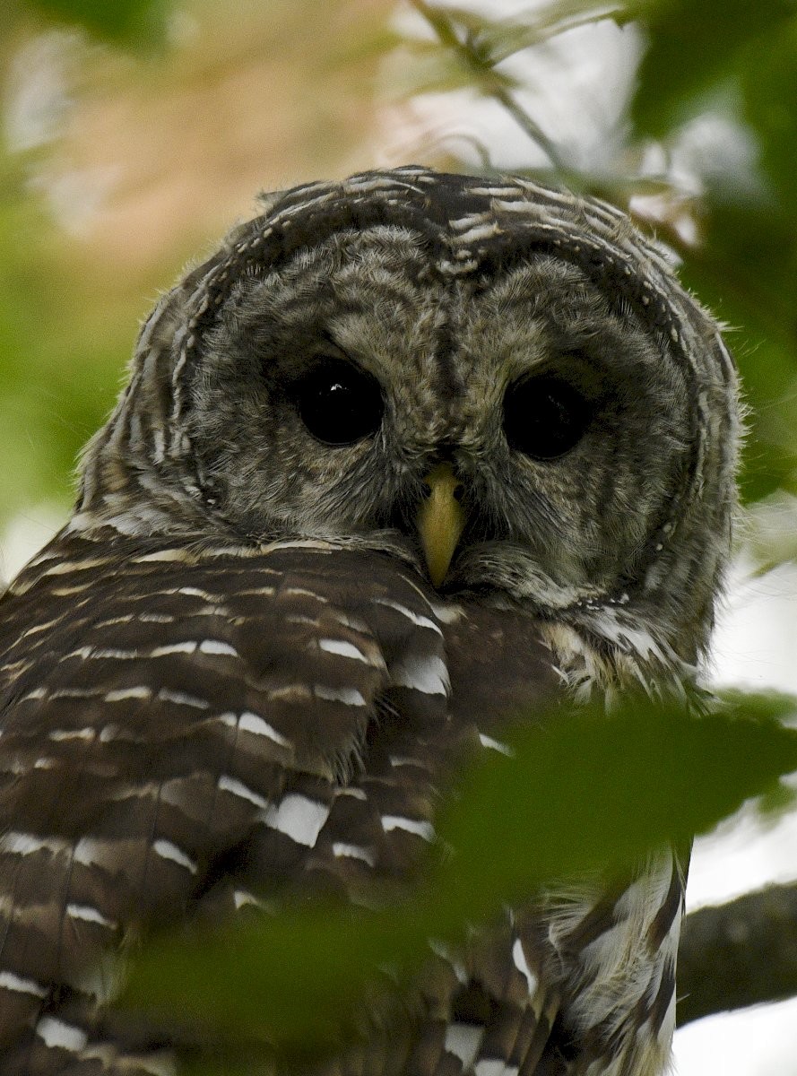 Barred Owl - ML562071911