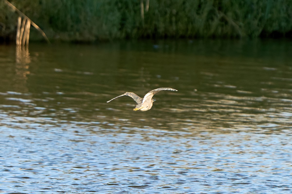 Striated Heron - Yuh Woei Chong