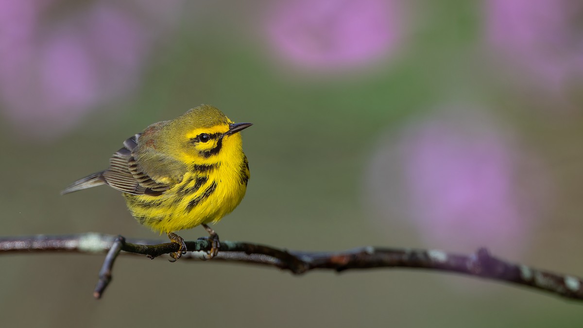 Prairie Warbler - ML562073911