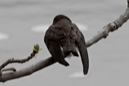 Northern Rough-winged Swallow - ML562074931