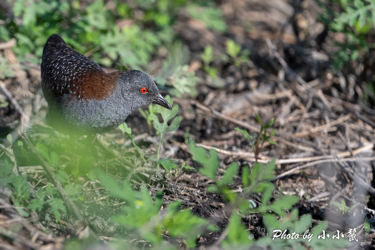 Black Rail - Hanyang Ye