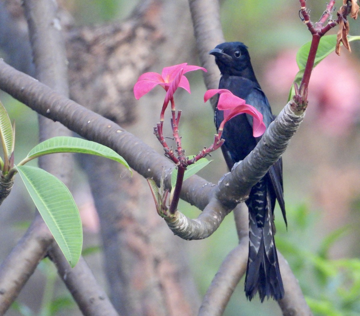 Square-tailed Drongo-Cuckoo - ML562075471