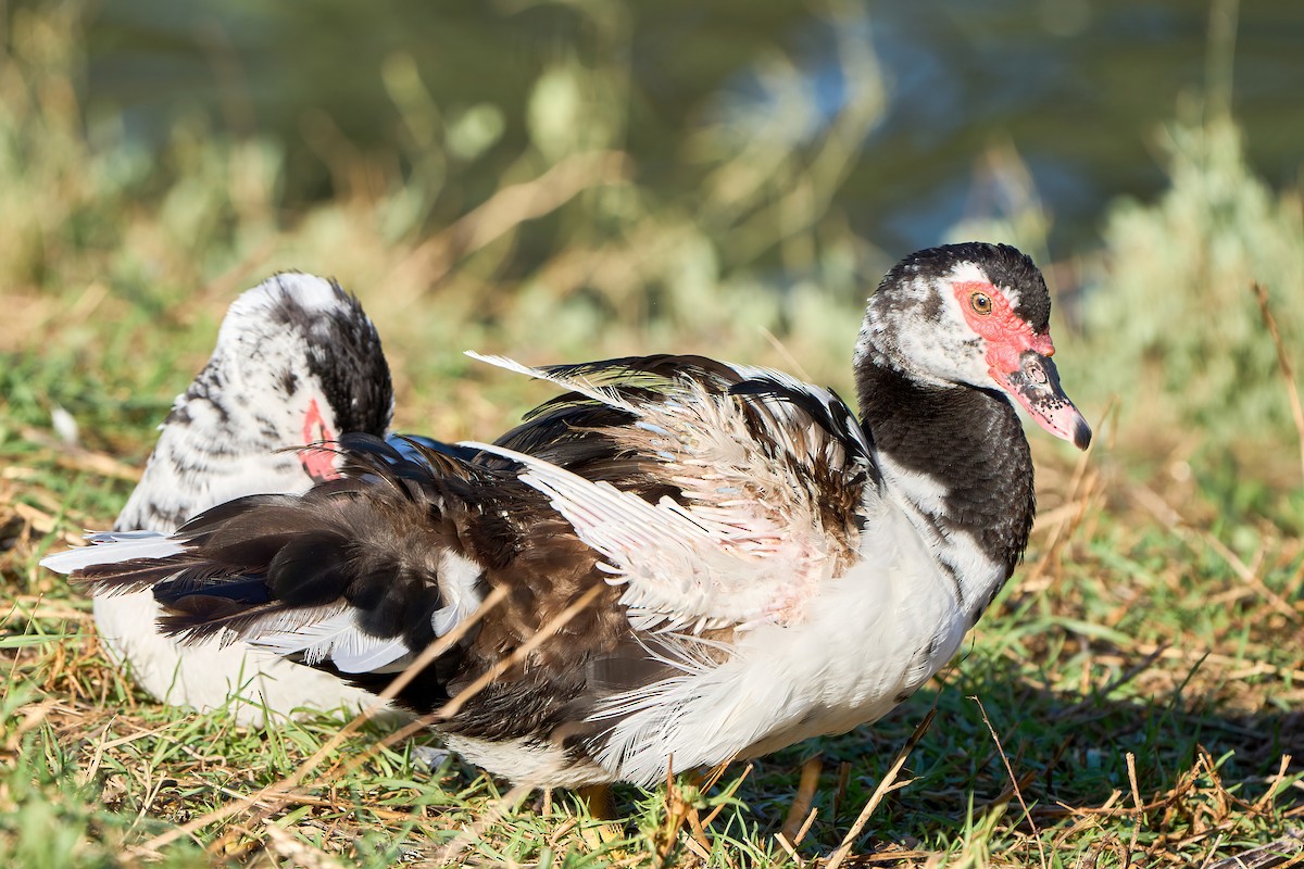 Muscovy Duck (Domestic type) - ML562076031