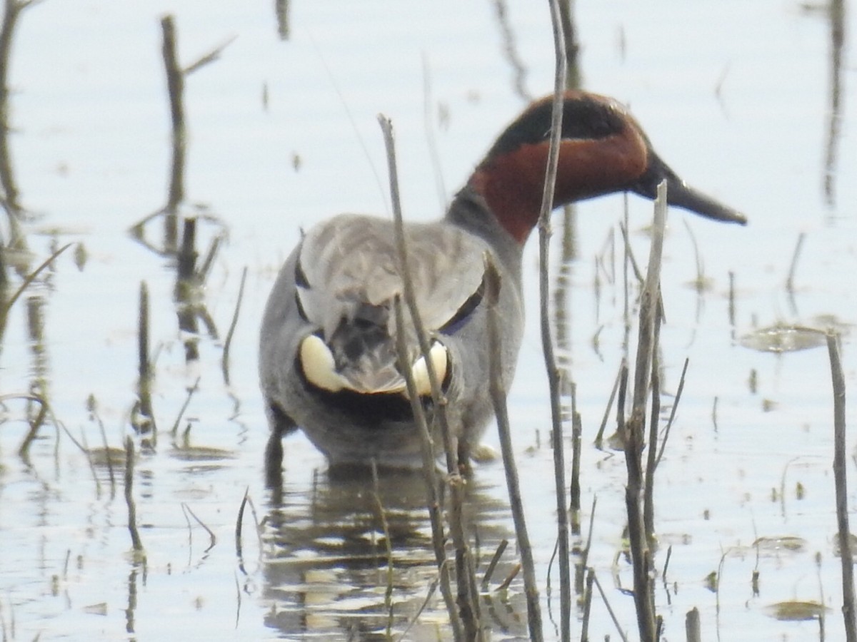 Green-winged Teal - ML56207641