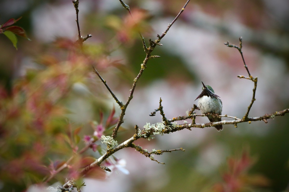 Calliope Hummingbird - ML562076531