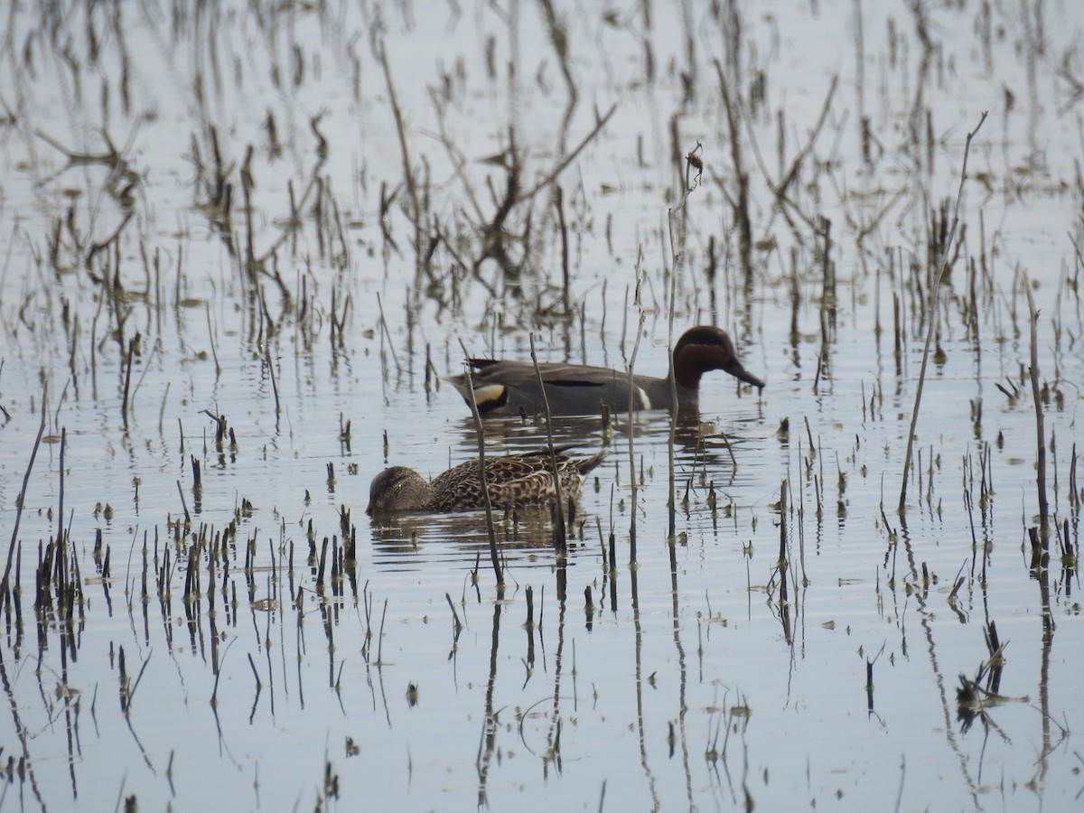 Green-winged Teal - ML56207661