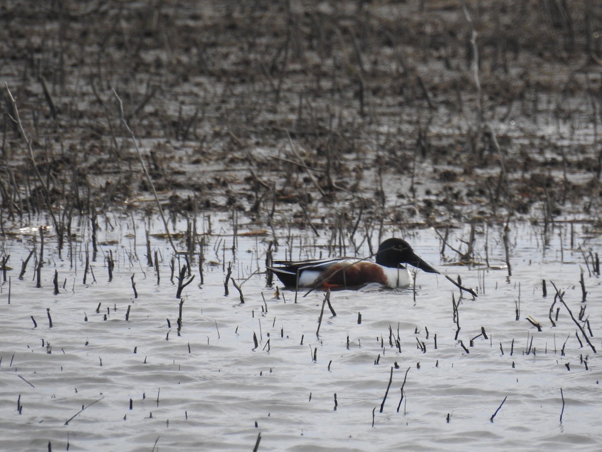 Northern Shoveler - ML56207771