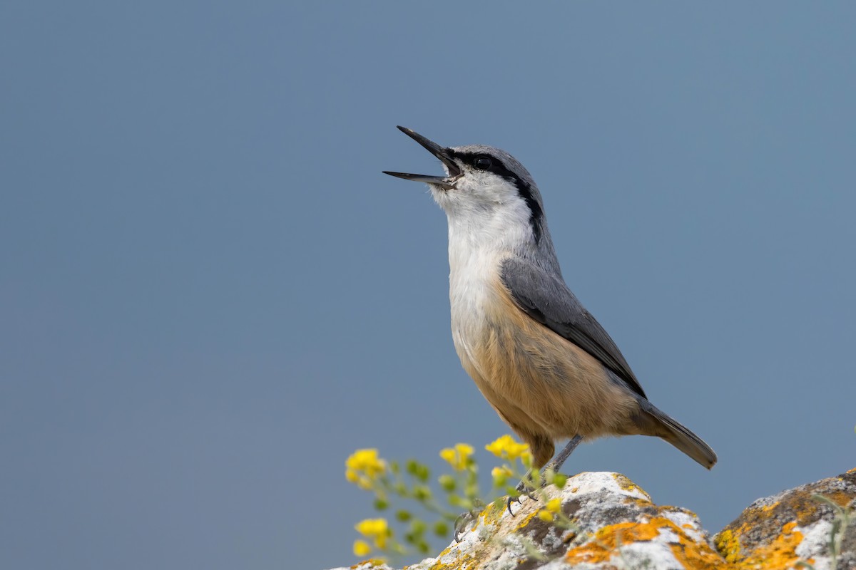 Western Rock Nuthatch - ML562078241