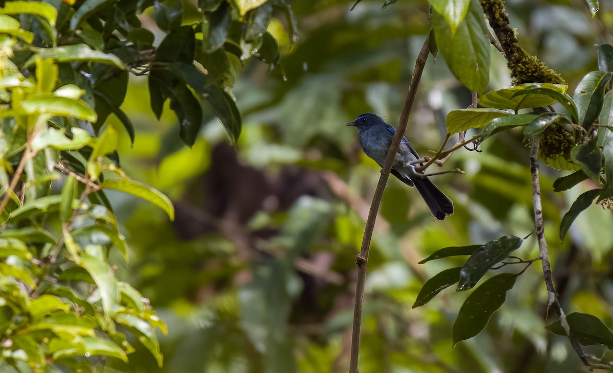 Visayan Blue-Fantail - Forest Botial-Jarvis