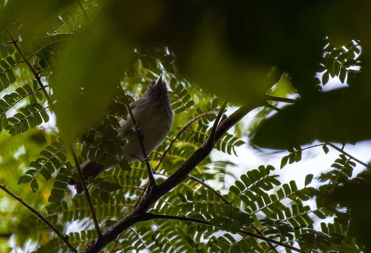 Visayan Pygmy-Babbler - ML562079261