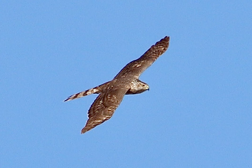 Cooper's Hawk - ML562079281