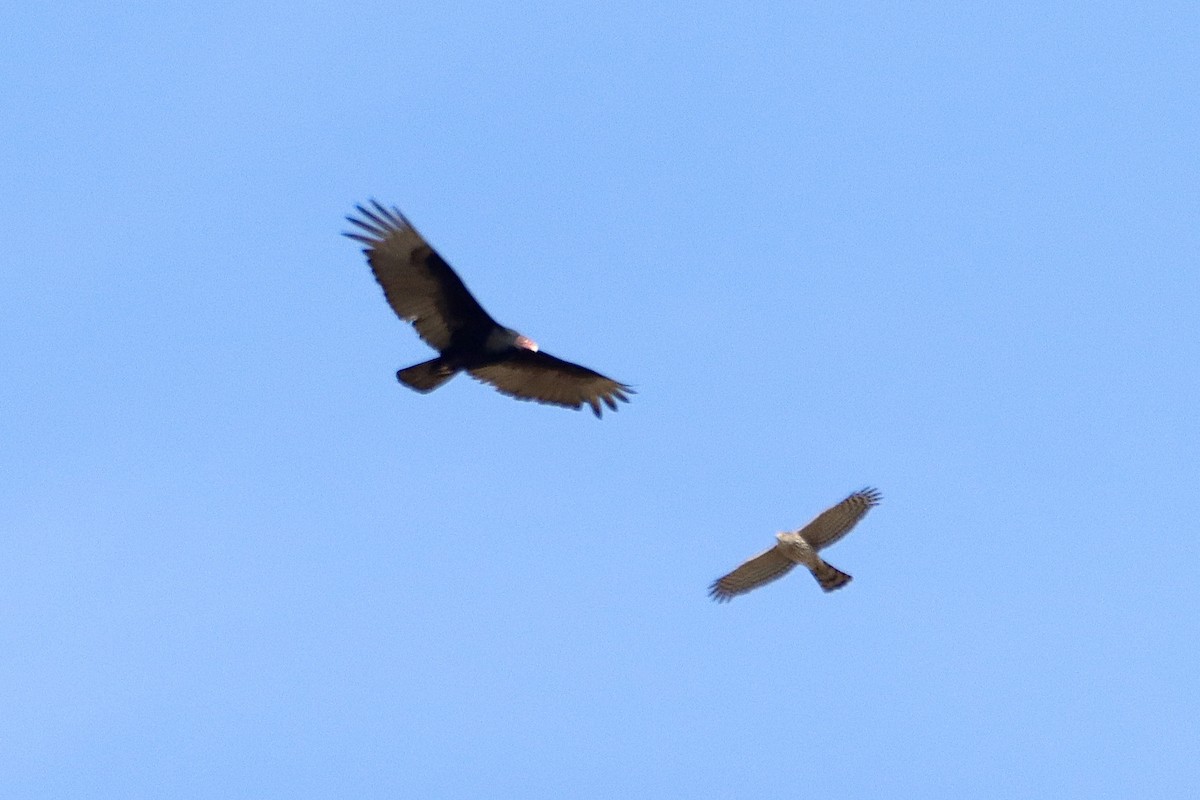 Cooper's Hawk - ML562079291