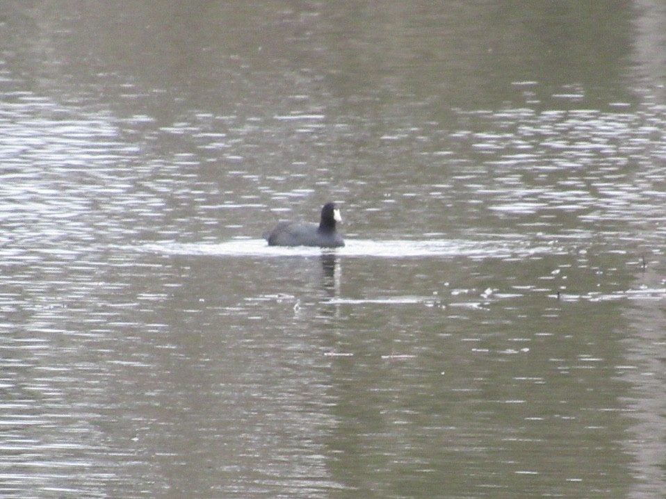 American Coot - ML562079451