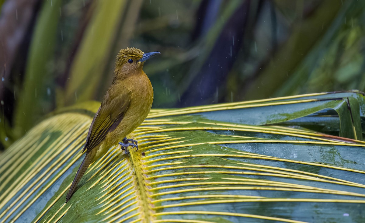 Yellowish Bulbul (Yellowish) - ML562079811