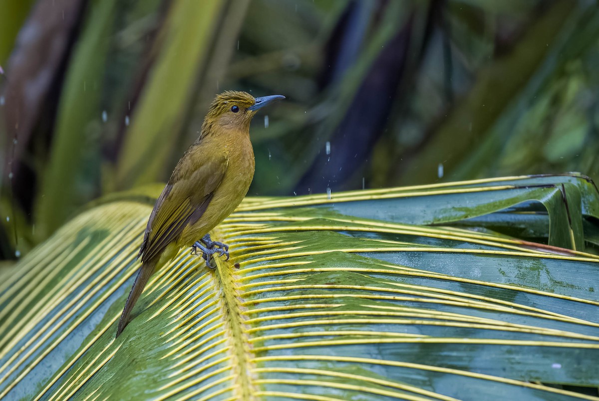 Yellowish Bulbul (Yellowish) - ML562079831