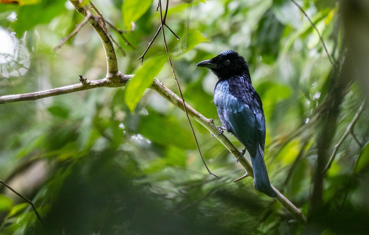 Short-tailed Drongo - Forest Botial-Jarvis