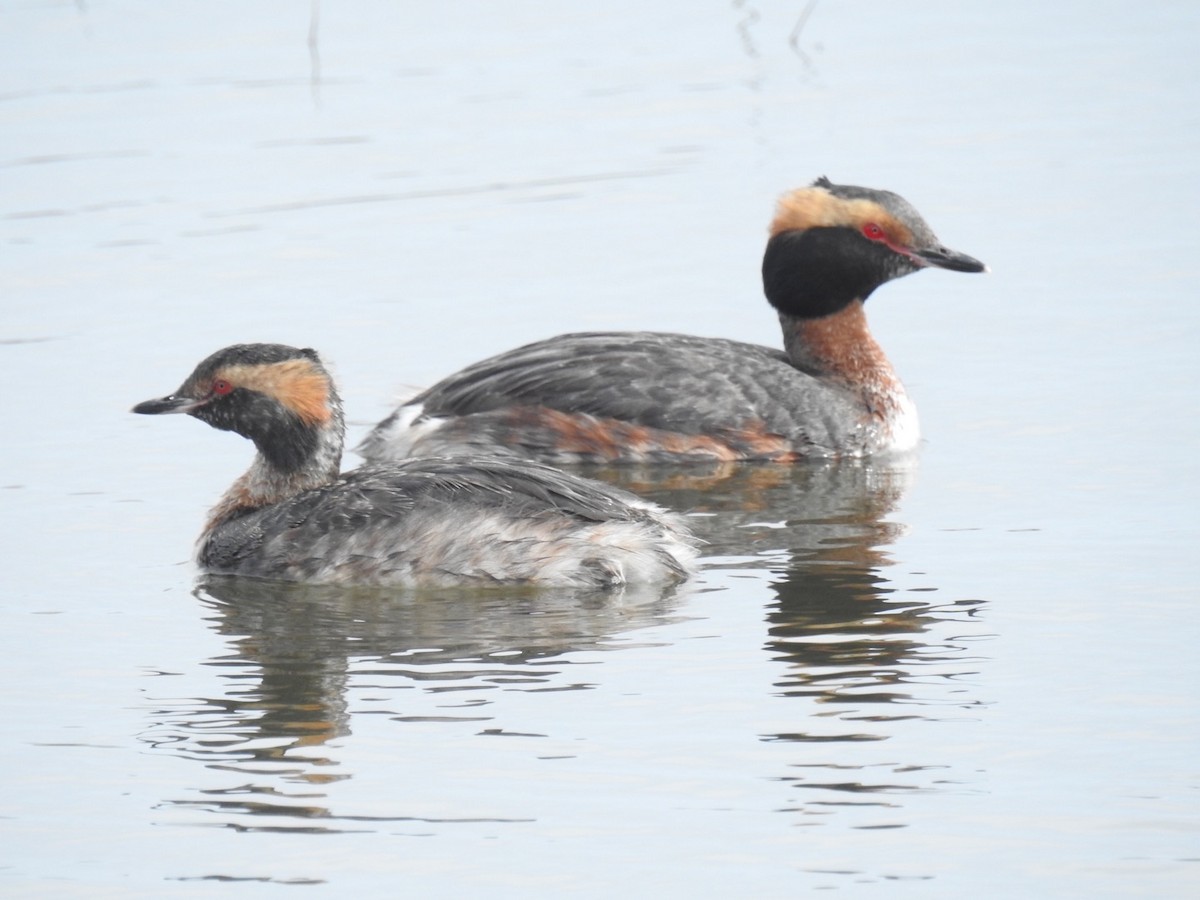 Horned Grebe - ML56208011