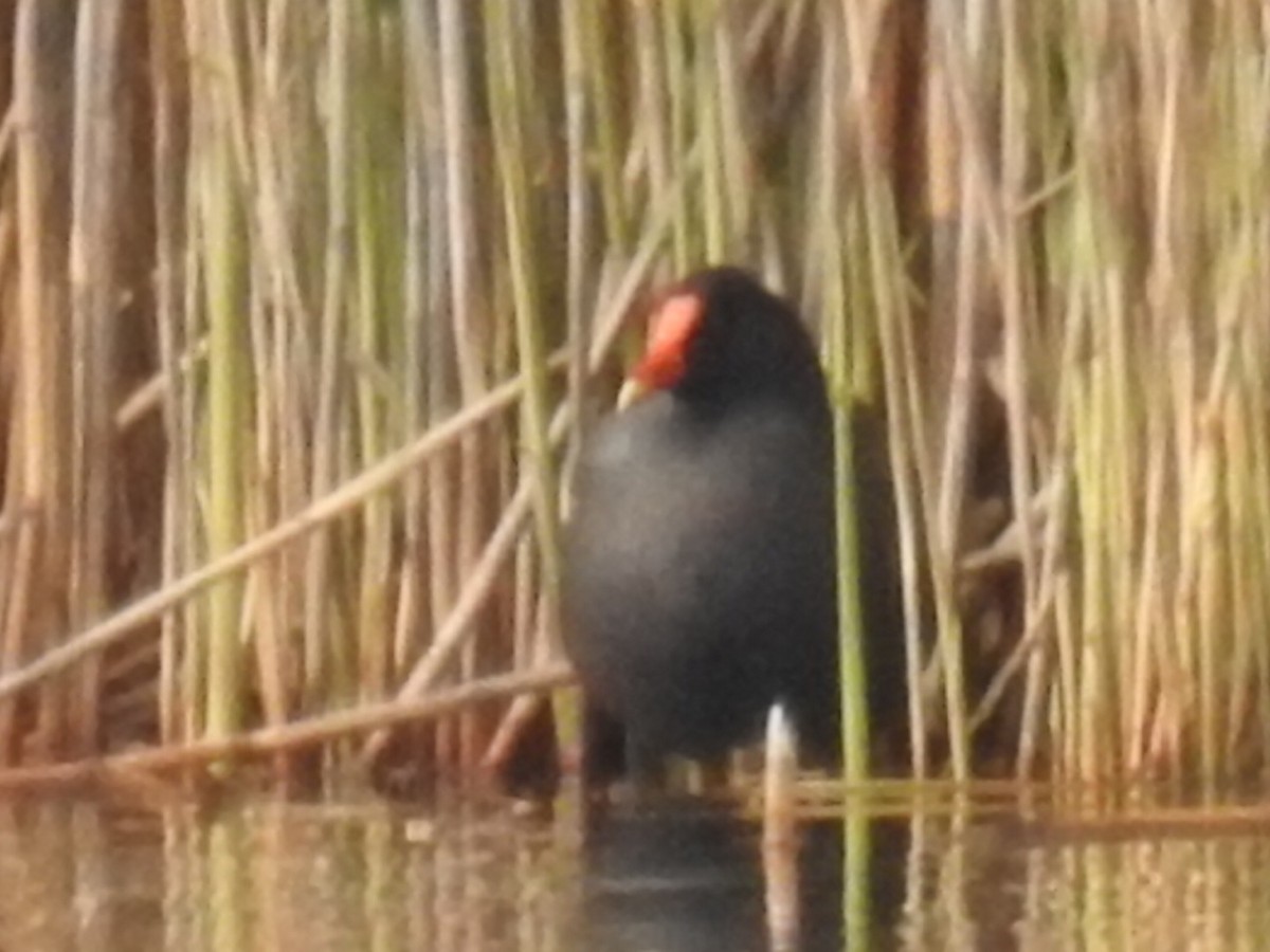 Common Gallinule - Alec Napier