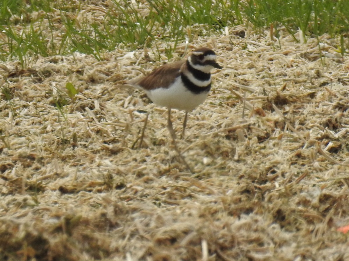 Killdeer - ML56208171