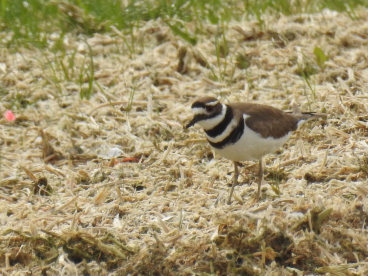 Killdeer - ML56208181