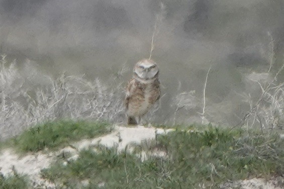 Burrowing Owl - ML562082861