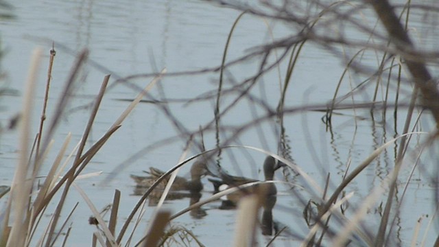 Blue-winged Teal - ML562084271