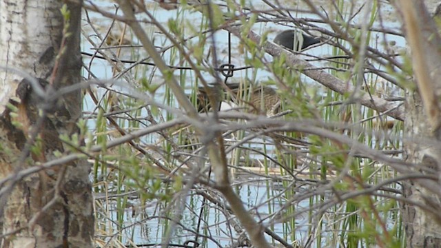 Blue-winged Teal - ML562084361